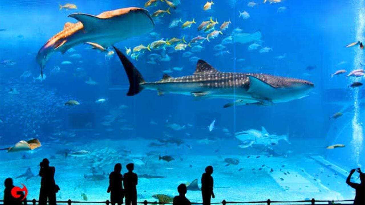 Aquarium Florya in Istanbul
